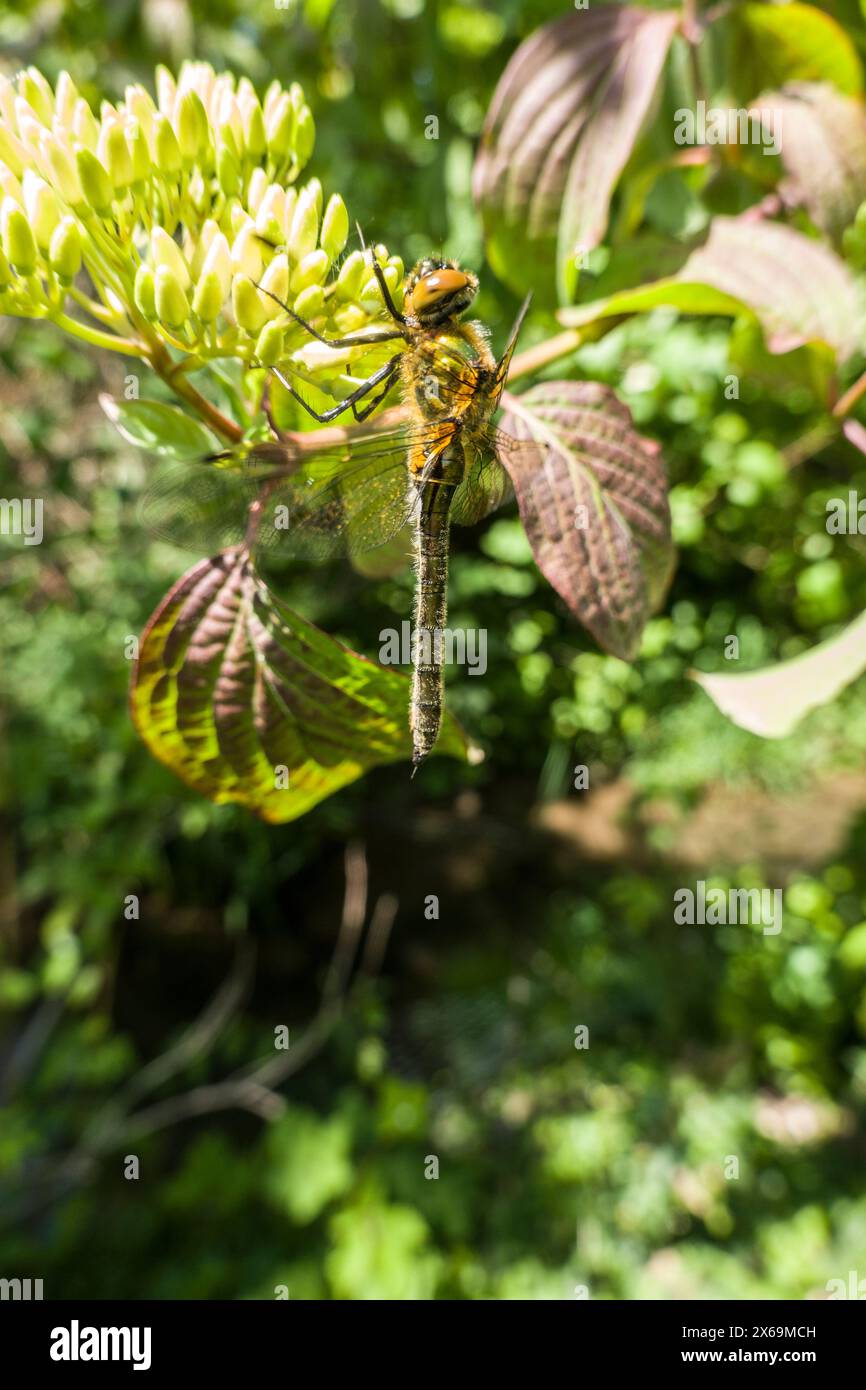 Falkenlibelle oder Gemeine Smaragdlibelle (Cordulia aenea) im Garten, Nordrhein-Westfalen, Deutschland, Weilerswist Foto Stock