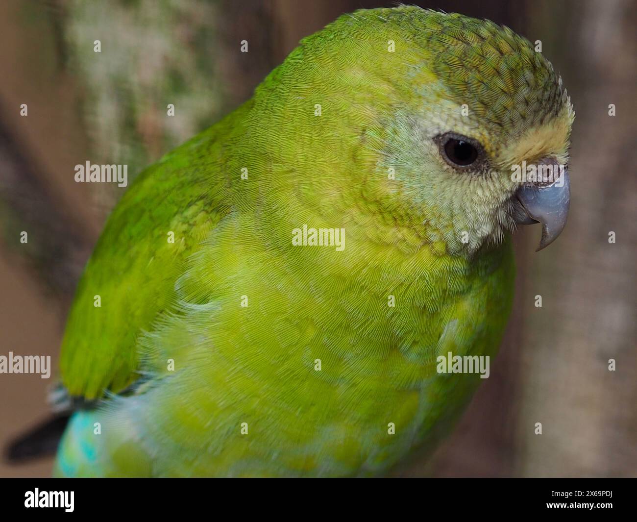 Meravigliosa superlativa pappagallo femminile con spalle dorate e una bellezza mozzafiato. Foto Stock