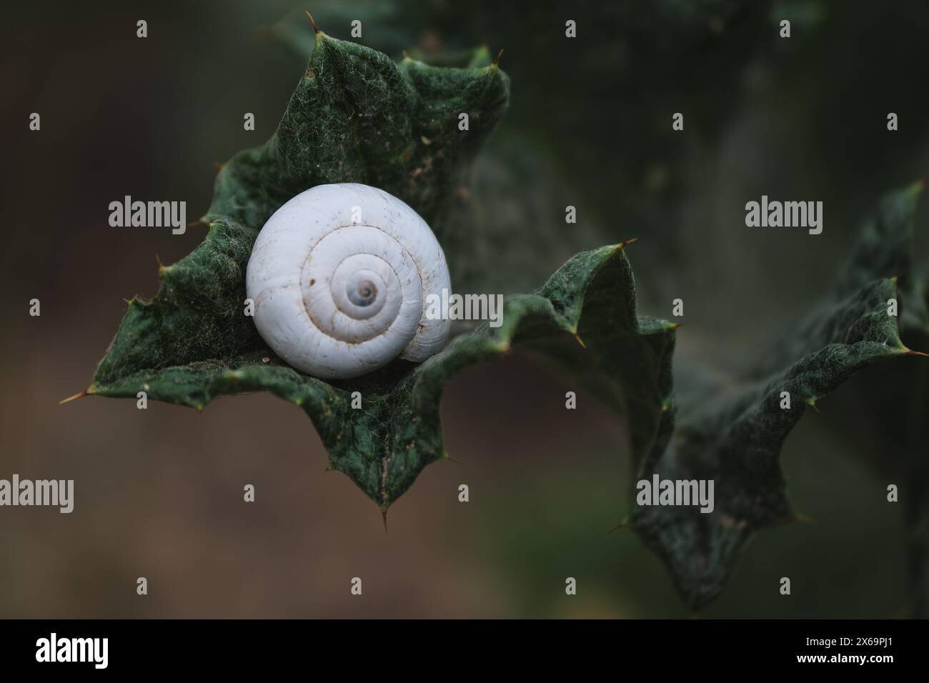 Primo piano di una lumaca sgusciata bianca su una foglia verde vivace Foto Stock