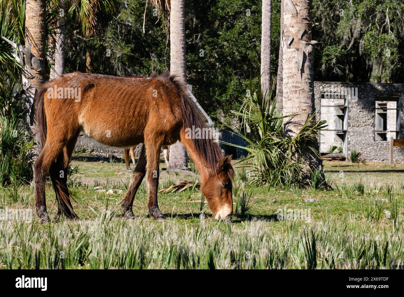 Pascolo di cavalli selvatici sul Cumberland Island National Seashore Foto Stock