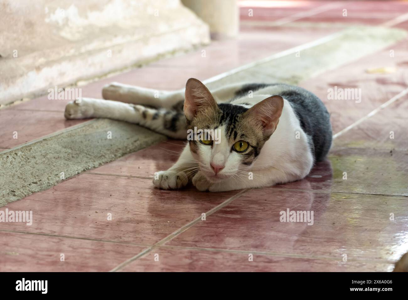 Un gatto riposa all'ombra di una statua di Buddha in un tempio buddista in Thailandia Foto Stock