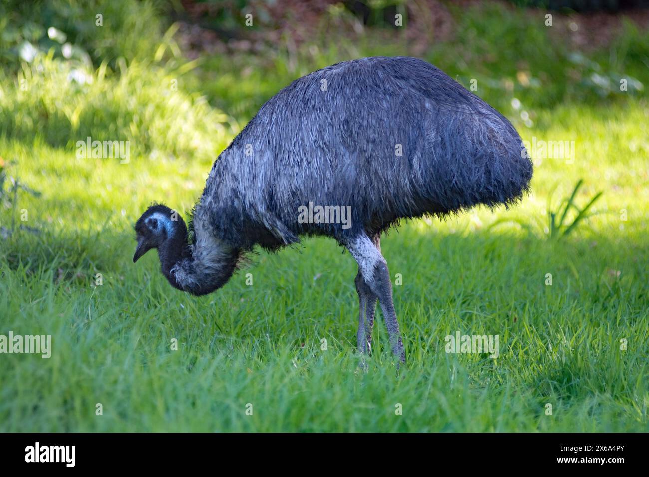 Uccelli e rettili Aimals dello zoo di Auckland. L'uem è una specie di uccello senza volo endemica dell'Australia, dove è il più grande uccello nativo. Foto Stock