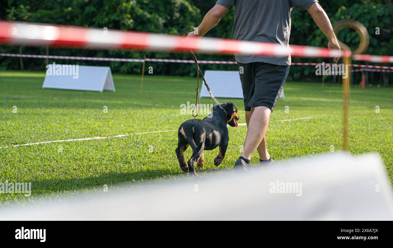 Man Handler che corre con il cucciolo Rottweiler su un campo in un evento di esposizione canina. Foto Stock