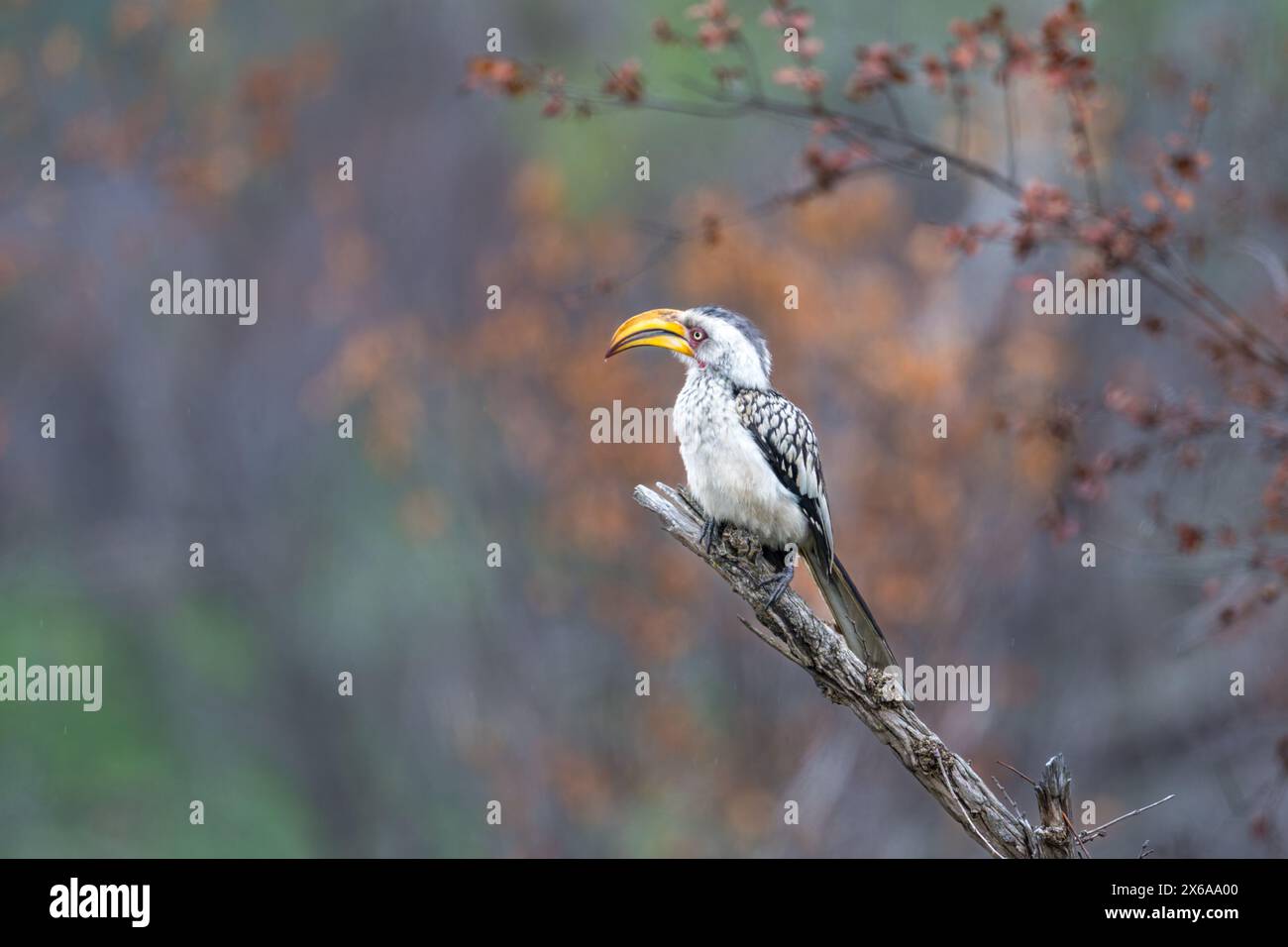 Banconota a corno giallo appollaiata su una spessa diramazione con sfondo diffuso Foto Stock