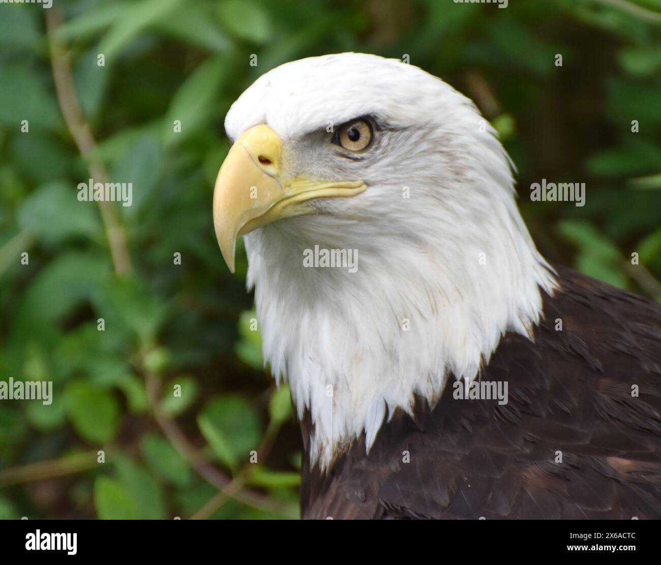 Un'aquila calva (Haliaeetus leucocephalus) in una foresta verde. Foto Stock