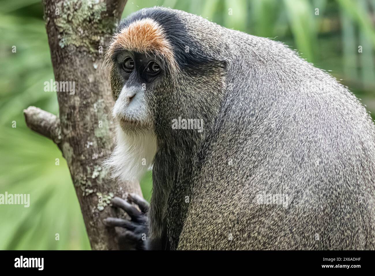 La scimmia di De Brazza (Cercopithecus neglectus), un primate dell'Africa centrale, allo zoo di Birmingham, Alabama. (USA) Foto Stock