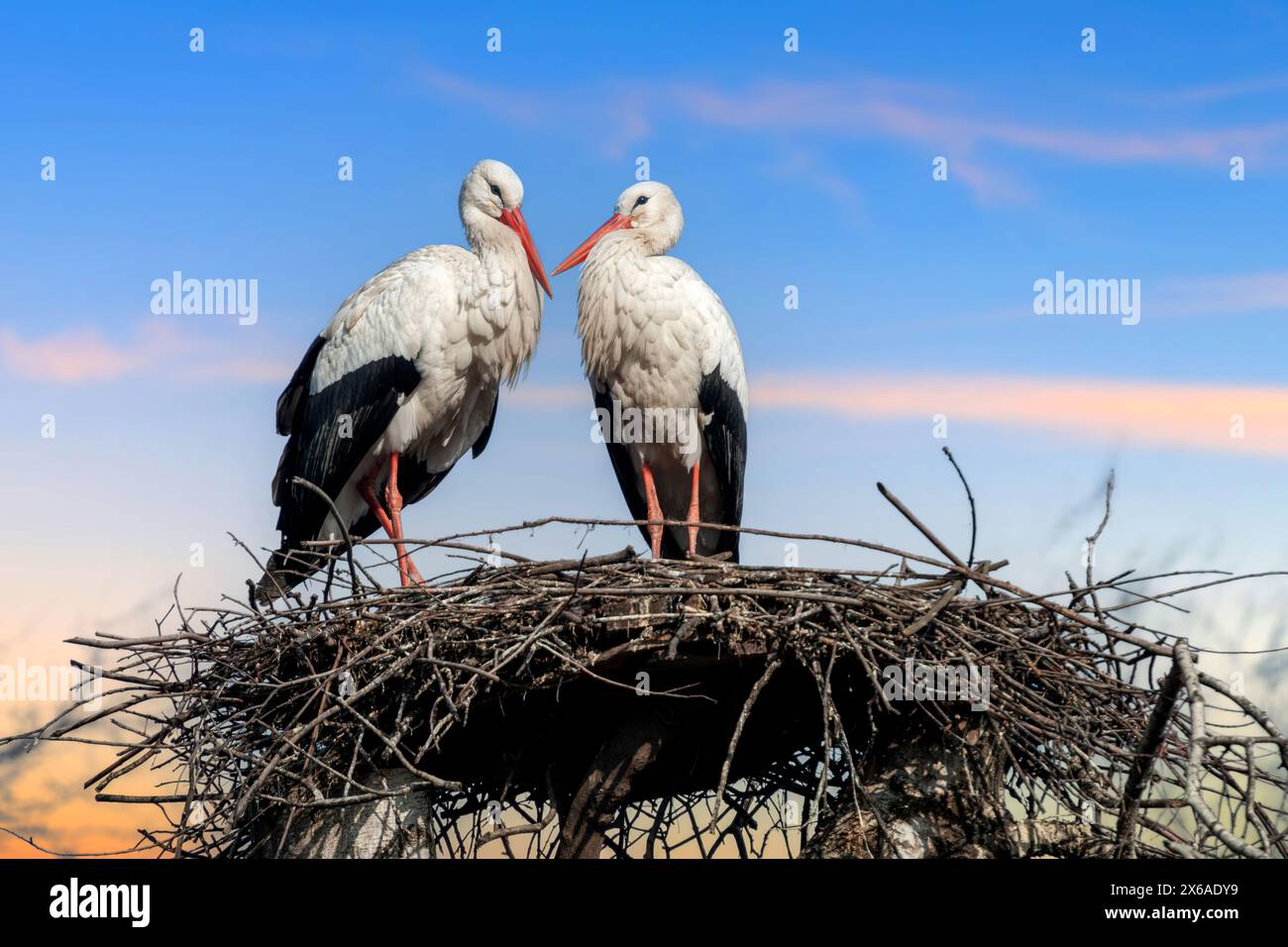 Due cicogne bianche si trovano in cima a un nido fatto di ramoscelli e rami. Gli uccelli sono grandi con lunghe gambe e colli, e il loro caratteristico AN nero Foto Stock