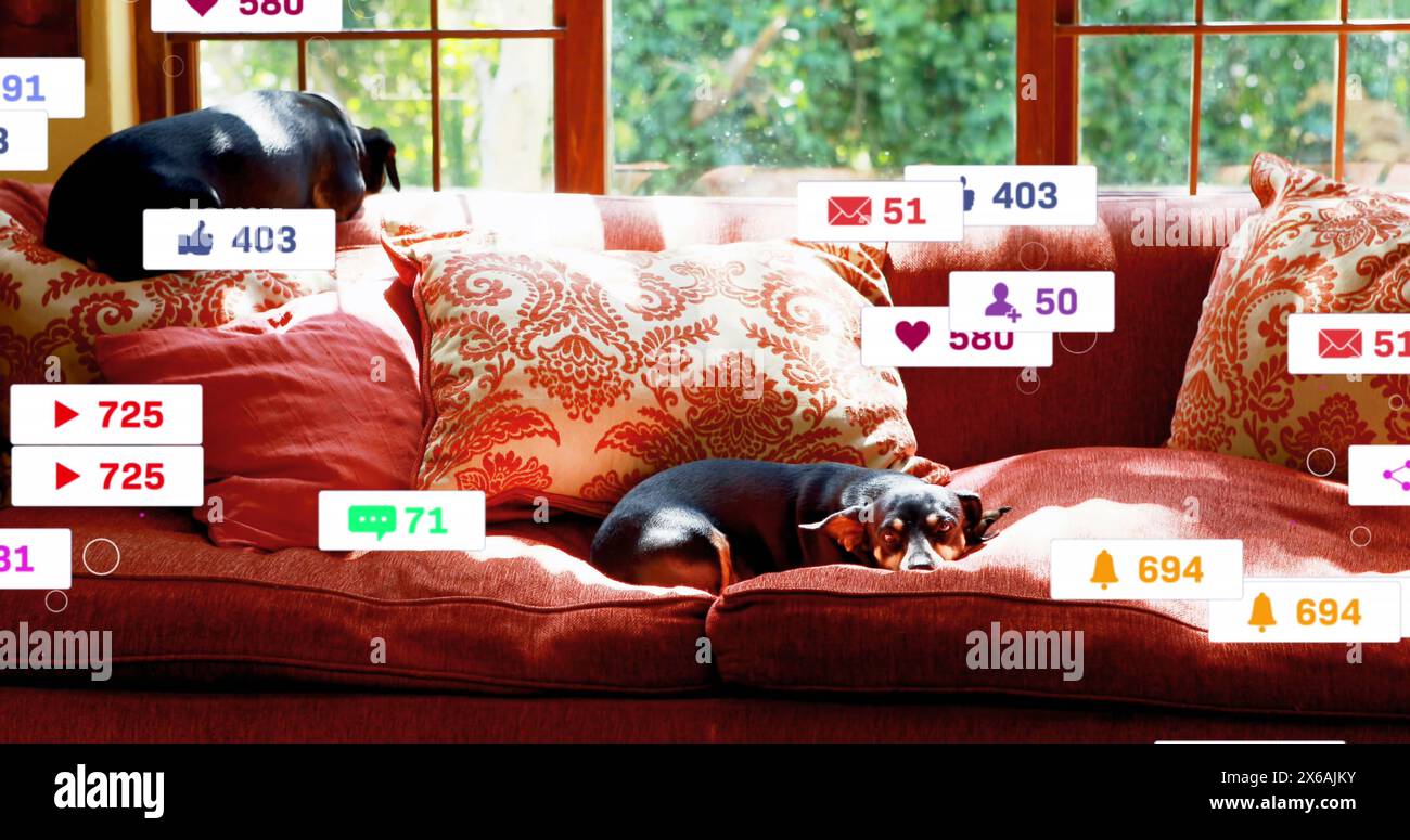 Immagine di più icone dei social media su due cani sdraiati sul divano di casa Foto Stock