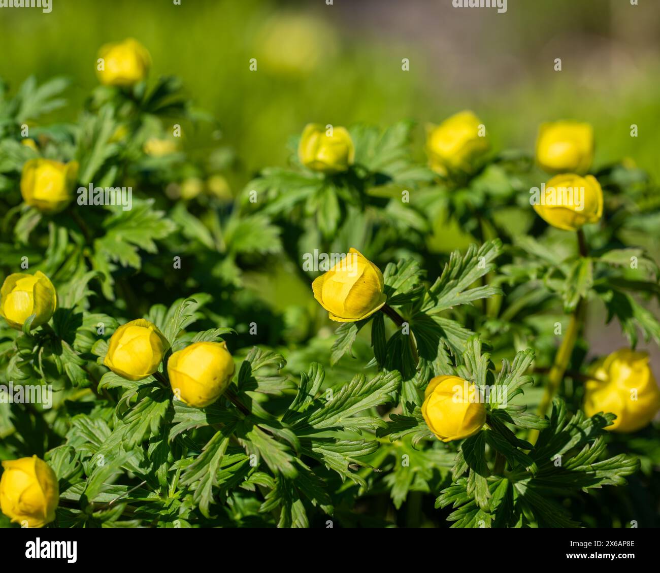 Giallastro a forma di ciotola in una giornata di primavera assolata. Fiori gialli, fiori Trollius x cultorum in primo piano con uno sfondo sfocato Foto Stock