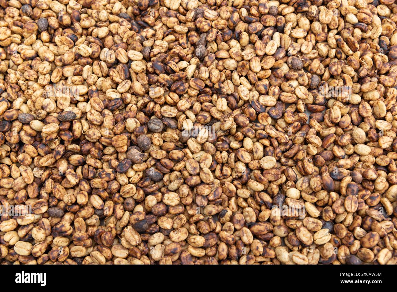 Caffè arabica essiccato in processo di lavorazione del miele . Le macchine per la pulitura sono impostate in modo da lasciare una quantità specifica di polpa sui chicchi. Dopo di che i fagioli vanno dal dottor Foto Stock