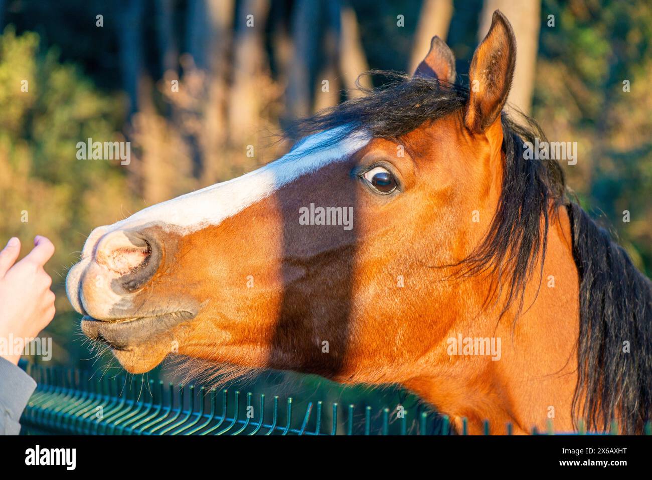 La mano di una donna si estende attraverso la recinzione, alimentando il cavallo, simboleggiando la fiducia, la cura e il legame tra uomo ed equino. Foto Stock