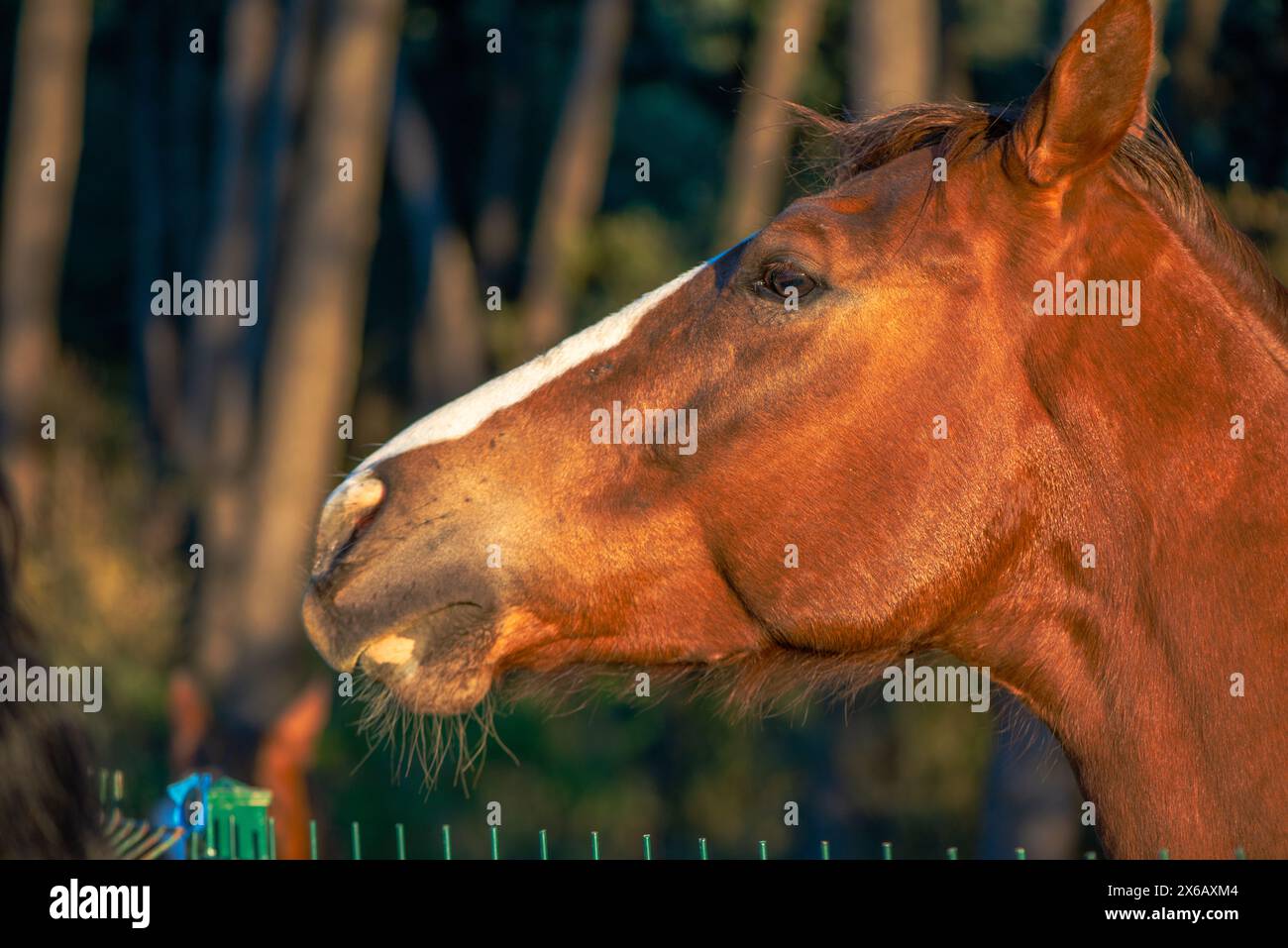 Uno splendido ritratto che cattura la bellezza dettagliata di un maestoso cavallo marrone sotto la calda luce del sole Foto Stock