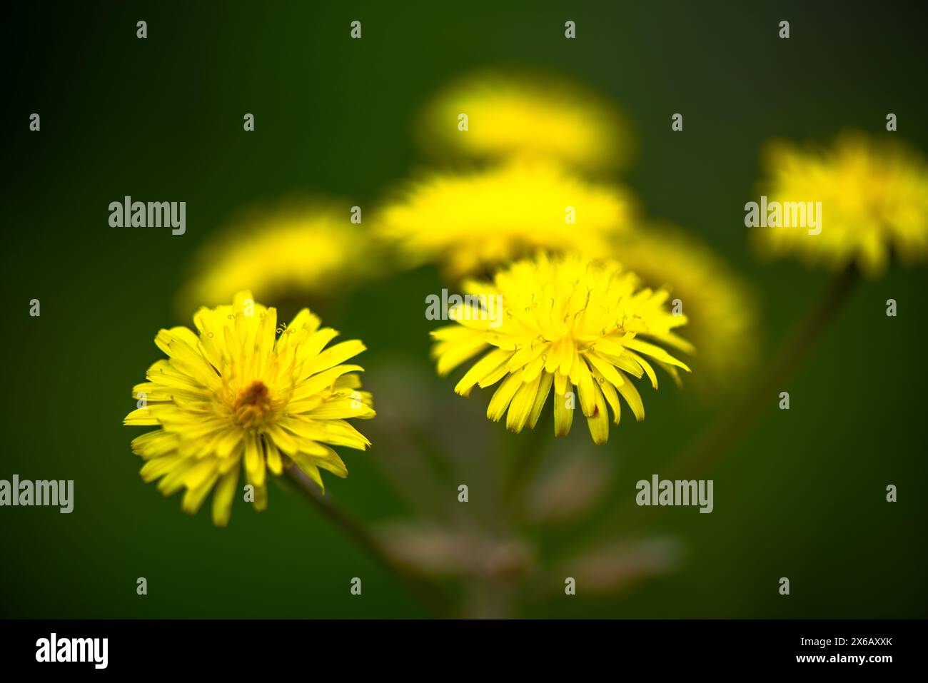 Una splendida foto macro che cattura gli intricati dettagli di un gruppo di Taraxacum officinale, comunemente noti come dandelions. Foto Stock