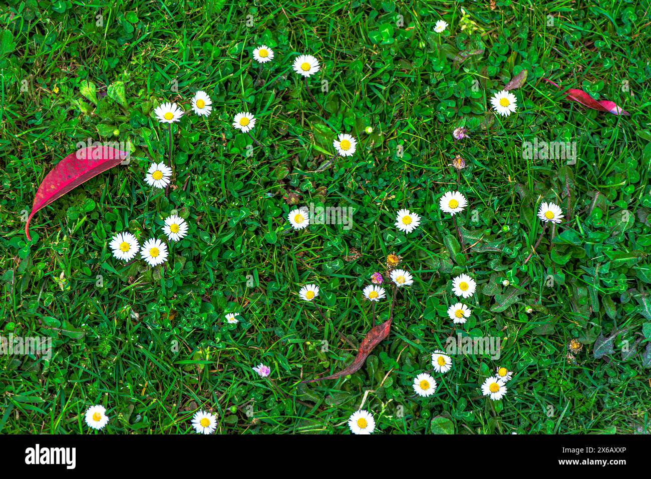 Una foto di sfondo vibrante che cattura la bellezza delle margherite e delle foglie rosse su una lussureggiante erba verde, perfetta per la primavera o l'estate. Foto Stock