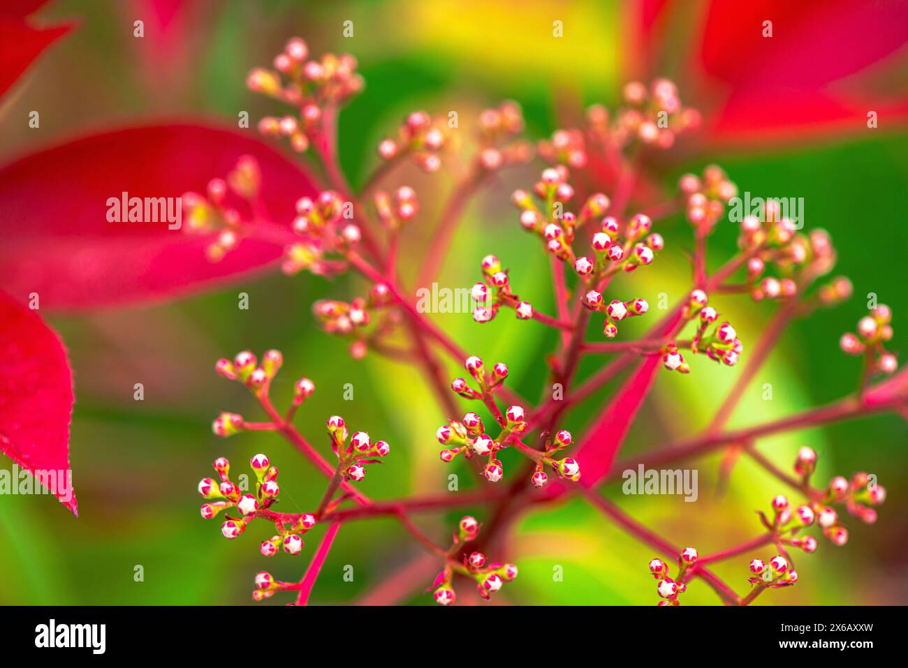Una foto macro mozzafiato che mostra la vibrante bellezza di un mazzo di fiori rossi in piena fioritura. Foto Stock Una foto macro mozzafiato che mostra la vibrante bellezza di un mazzo di fiori rossi in piena fioritura. Foto Stock