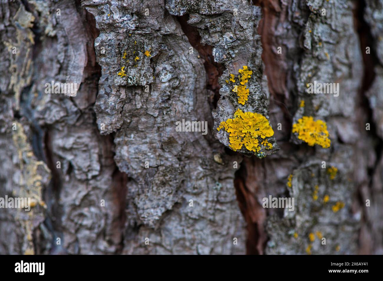 Un'esplorazione ravvicinata dei licheni su un tronco di albero, che mostra l'intricata relazione simbiotica tra funghi e alghe. Foto Stock