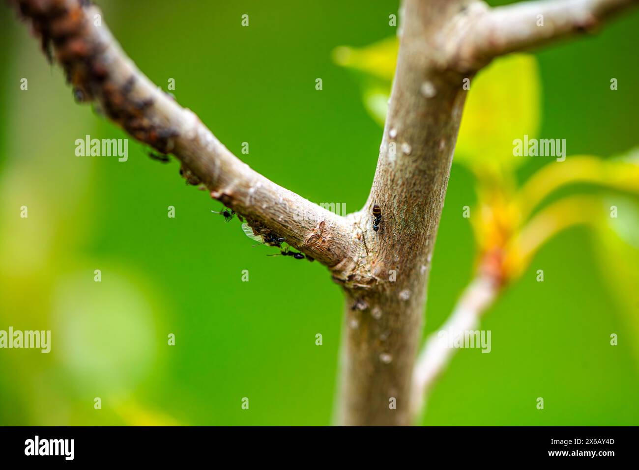 Un'affascinante vista macro di un ramo d'albero, con formiche che si animano, che mostrano l'intricato lavoro di squadra di una vivace colonia di insetti. Foto Stock