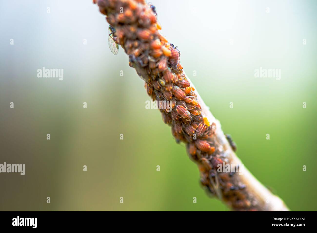 Un'accattivante vista macro di uno sciame di piccoli insetti su un ramo, che mostra l'intricata complessità di una vivace comunità di insetti. Foto Stock