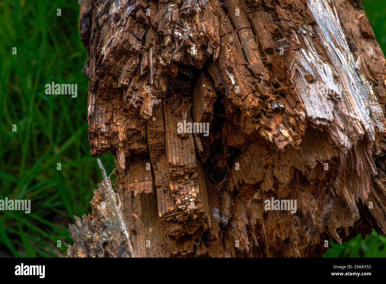 Un dettaglio ravvicinato di un tronco di albero morto distrutto, che rivela le intricate trame e gli schemi del decadimento naturale. Foto Stock