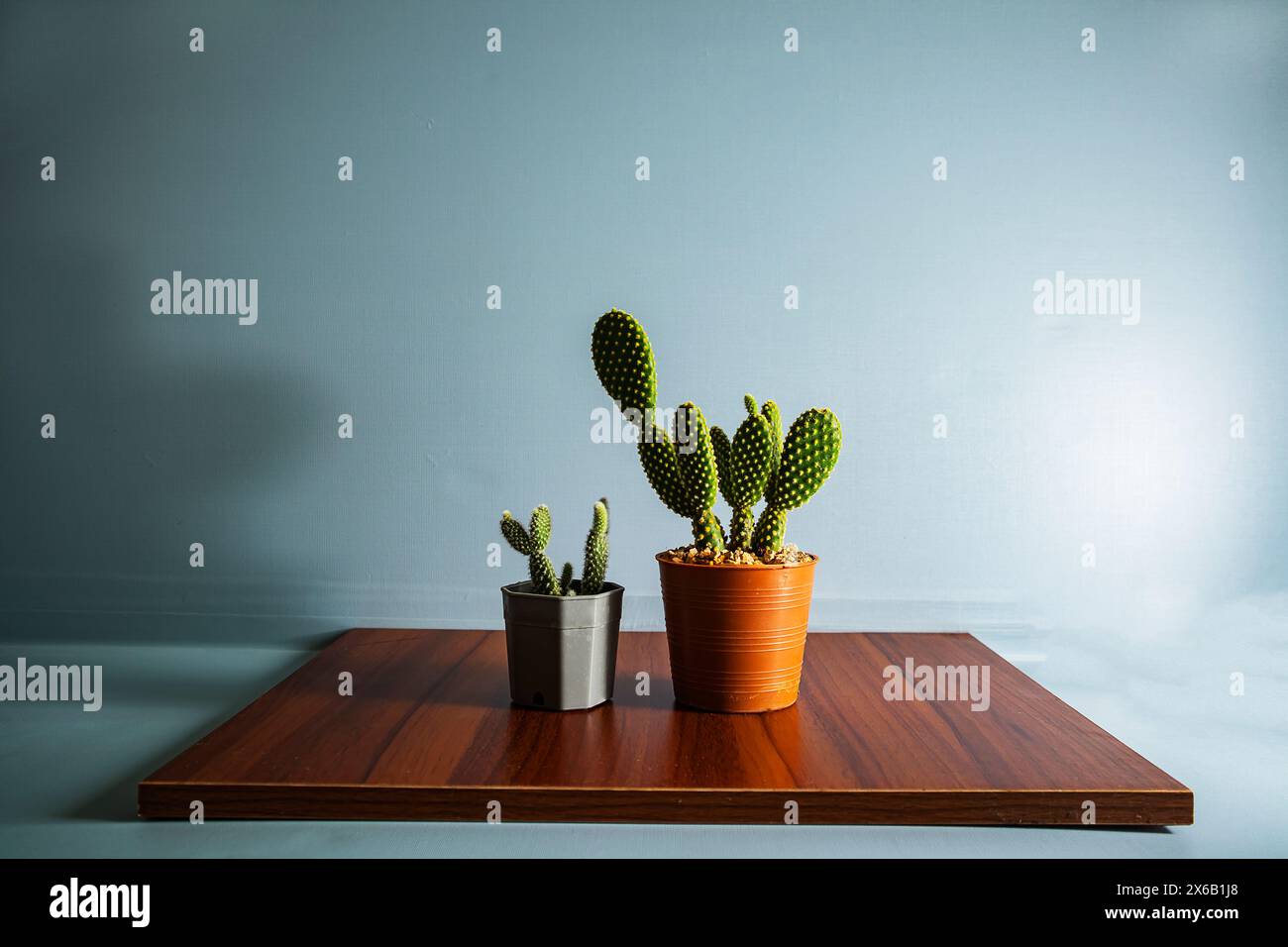 Piccolo cactus in vaso su compensato. e sfondo blu Foto Stock