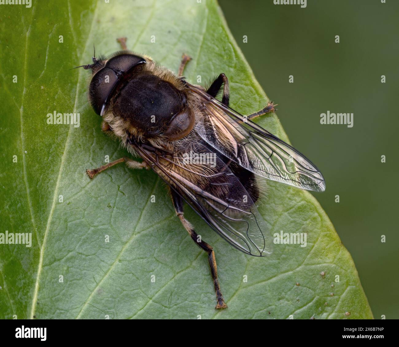 Vista dorsale dell'Eristalis pertinax Hoverfly maschile. Tipperary, Irlanda Foto Stock