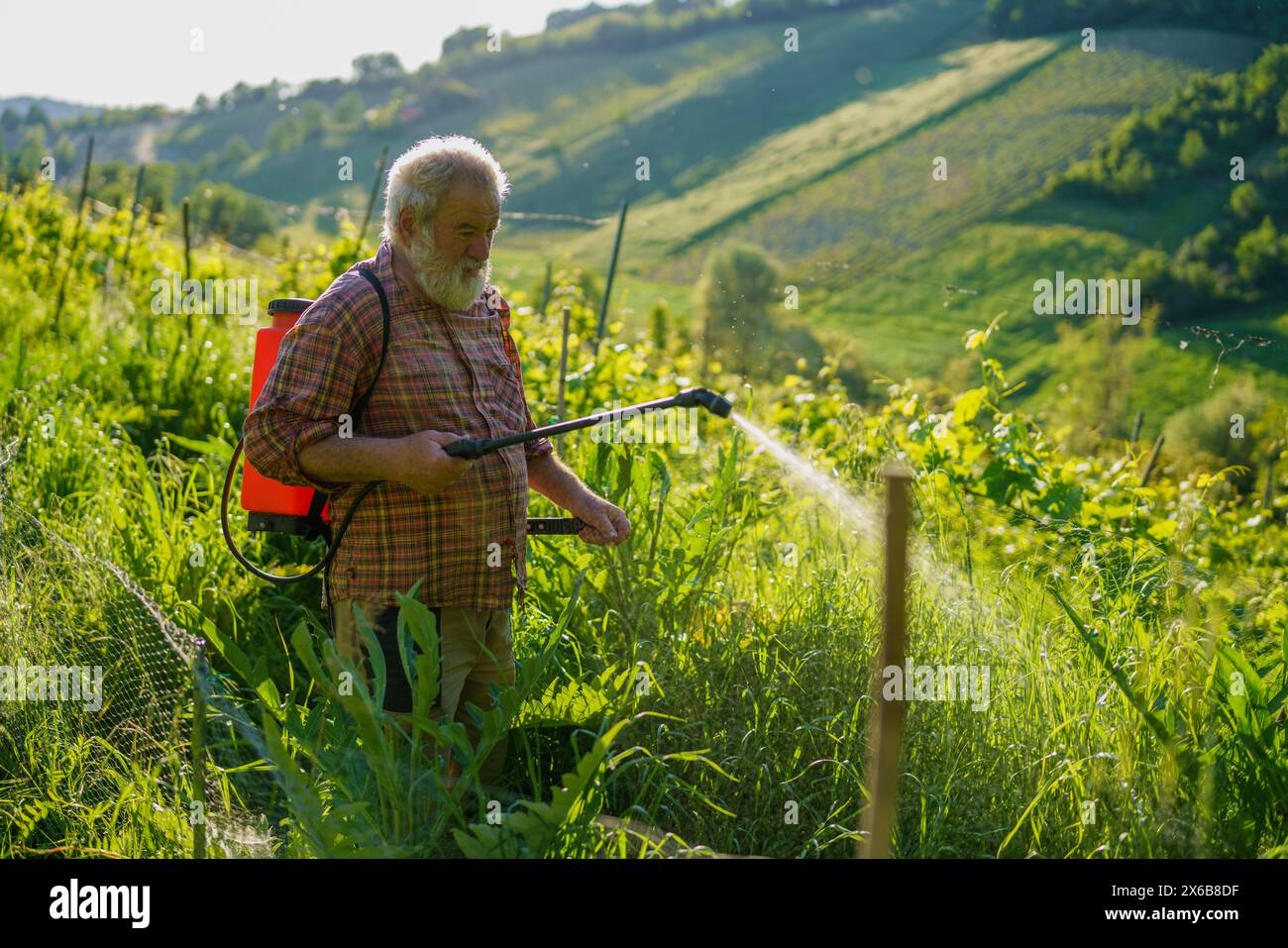 Vecchio contadino caucasico forte che spruzza le sue colture con erbicida di rame al tramonto in terra collinare Foto Stock