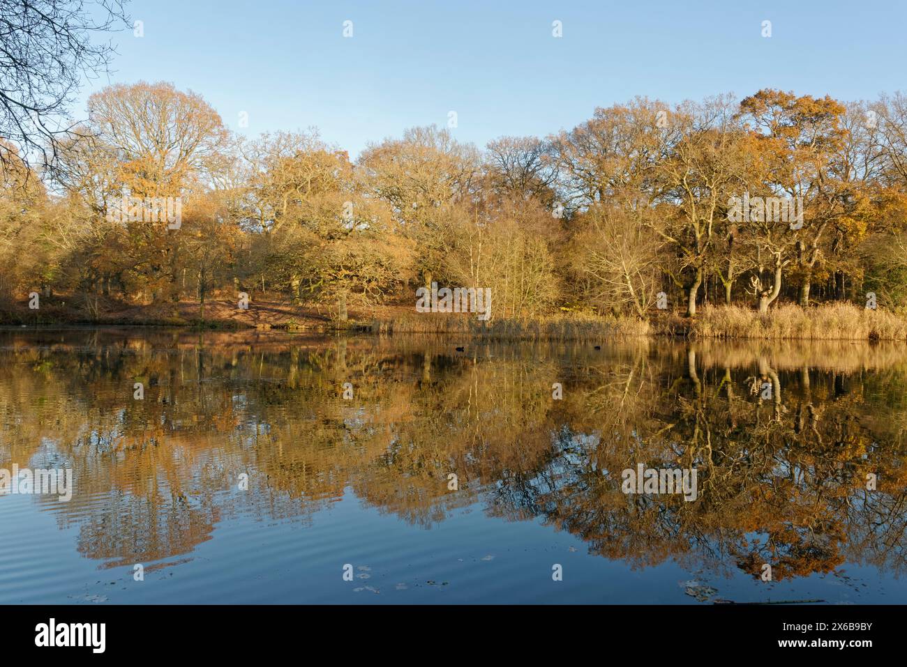 Alberi autunnali di quercia inglese (Quercus robur) riflessi negli stagni Cannop all'inizio dell'inverno, Forest of Dean, Gloucestershire, UK, dicembre. Foto Stock