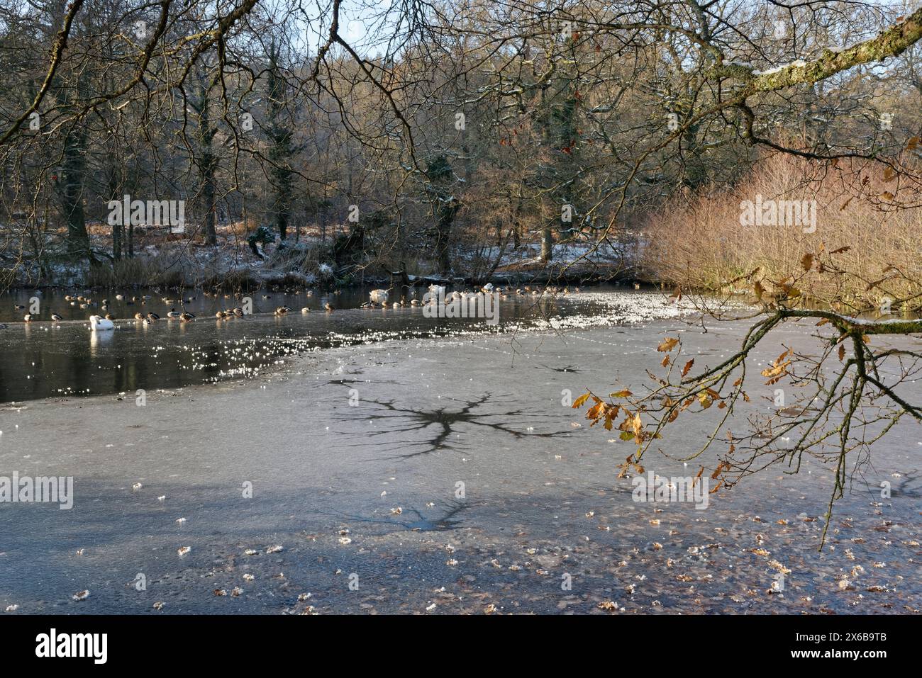 Stagni Cannop in inverno, in gran parte ghiacciati con neve ai margini con anatre e cigni raccolti in un'area non congelata, Forest of Dean, Gloucestershire, Regno Unito Foto Stock