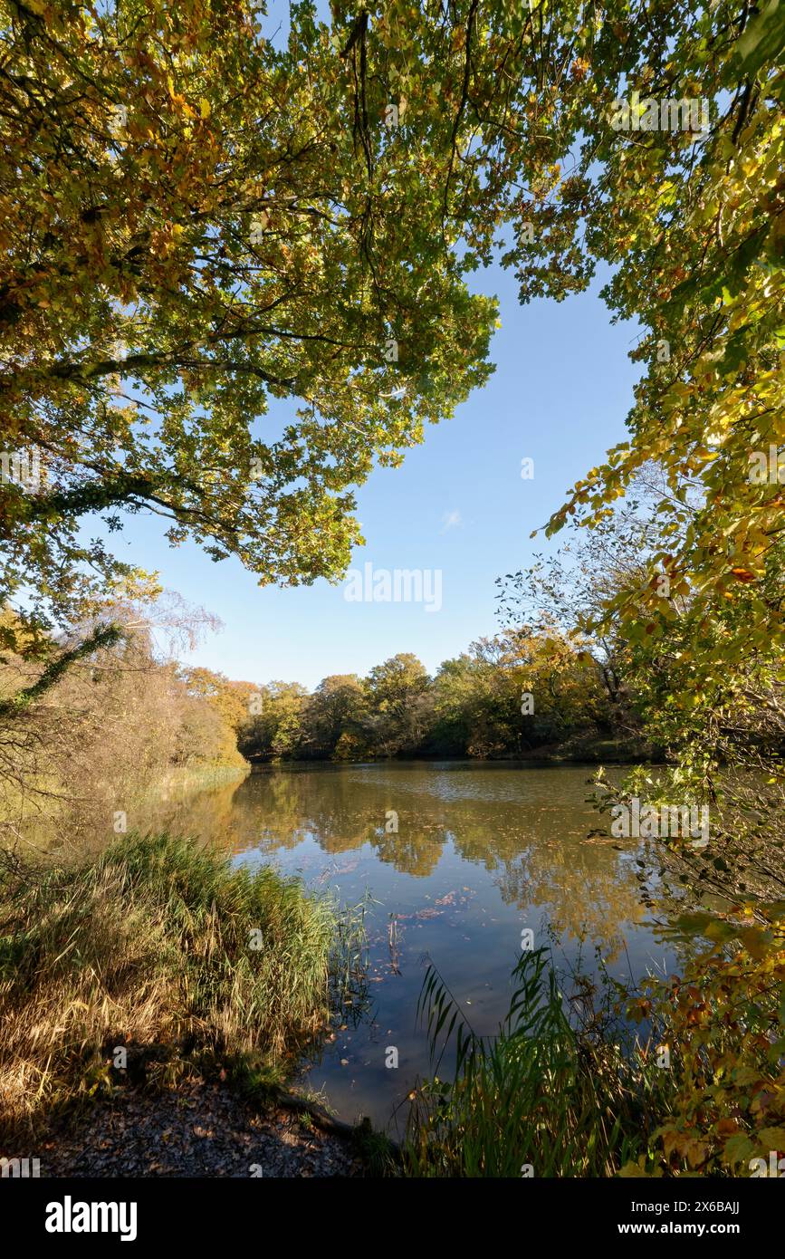 Querce inglesi autunnali (Quercus robur) e canne che fiancheggiano gli stagni Cannop all'inizio dell'inverno, Forest of Dean, Gloucestershire, Regno Unito, novembre. Foto Stock