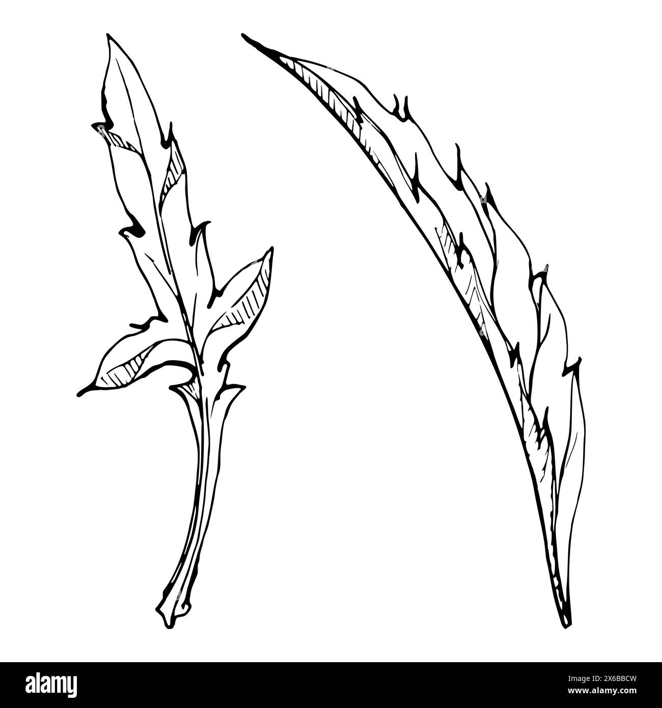 Set vettoriale di elementi con foglie di papavero estivo disegnate a mano. Isolato su sfondo bianco. Illustrazione grafica botanica. Progettare gli inviti Illustrazione Vettoriale
