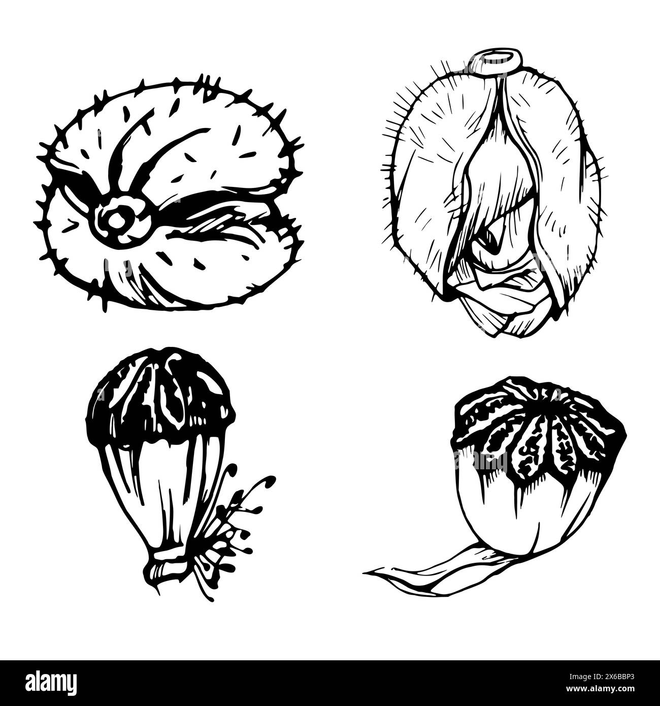Set vettoriale di elementi con cialde di semi di papavero di peonia disegnate a mano, gemme. Isolato su sfondo bianco. Illustrazione grafica botanica. Inviti alla progettazione Illustrazione Vettoriale