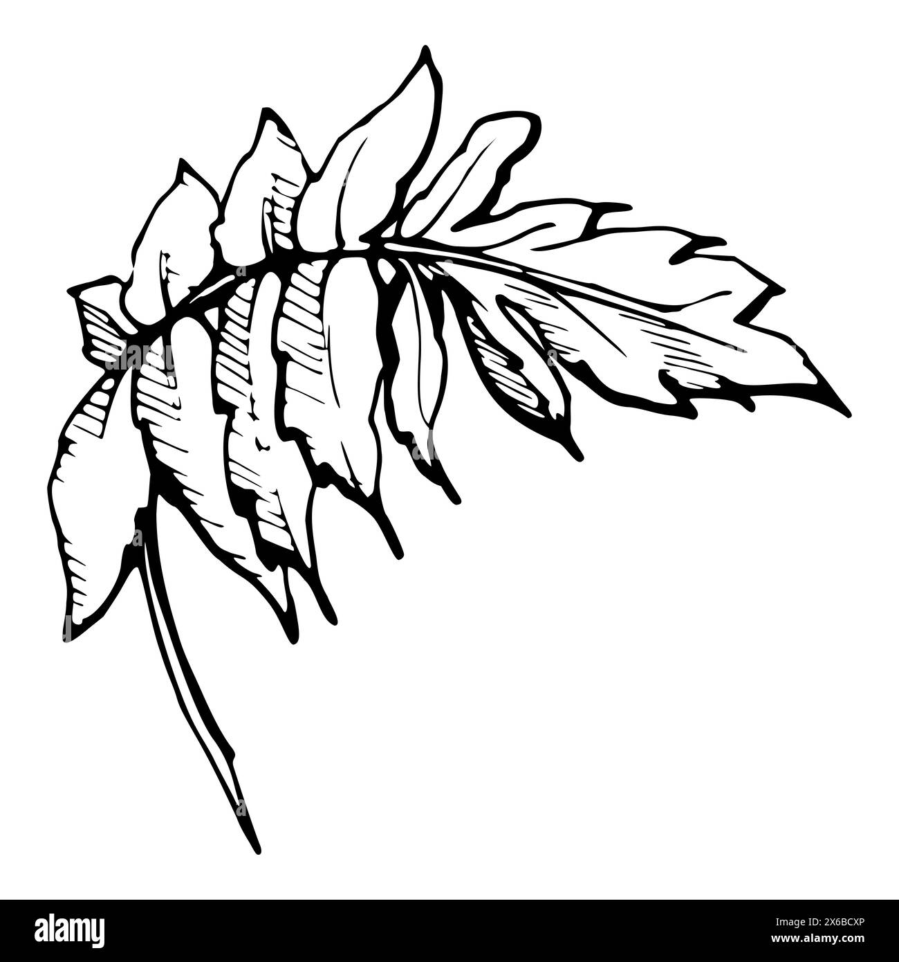 Set vettoriale di elementi con foglie di papavero estivo disegnate a mano. Isolato su sfondo bianco. Illustrazione grafica botanica. Progettare gli inviti Illustrazione Vettoriale