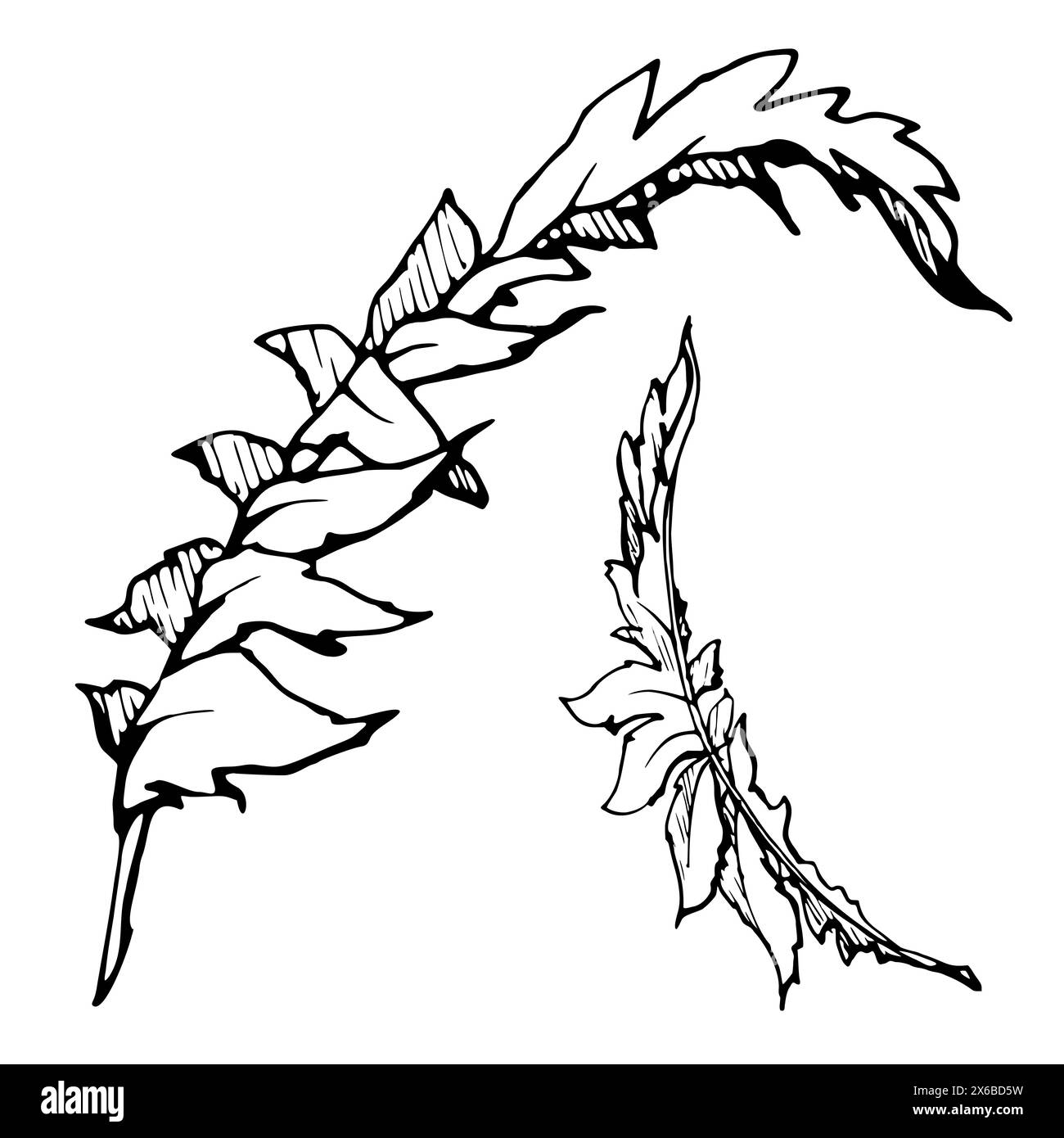 Set vettoriale di elementi con foglie di papavero estivo disegnate a mano. Isolato su sfondo bianco. Illustrazione grafica botanica. Progettare gli inviti Illustrazione Vettoriale