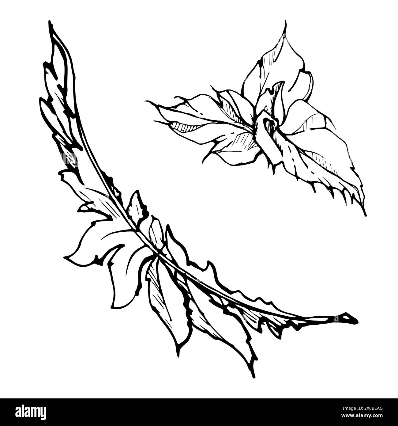 Set vettoriale di elementi con foglie di papavero estivo disegnate a mano. Isolato su sfondo bianco. Illustrazione grafica botanica. Progettare gli inviti Illustrazione Vettoriale