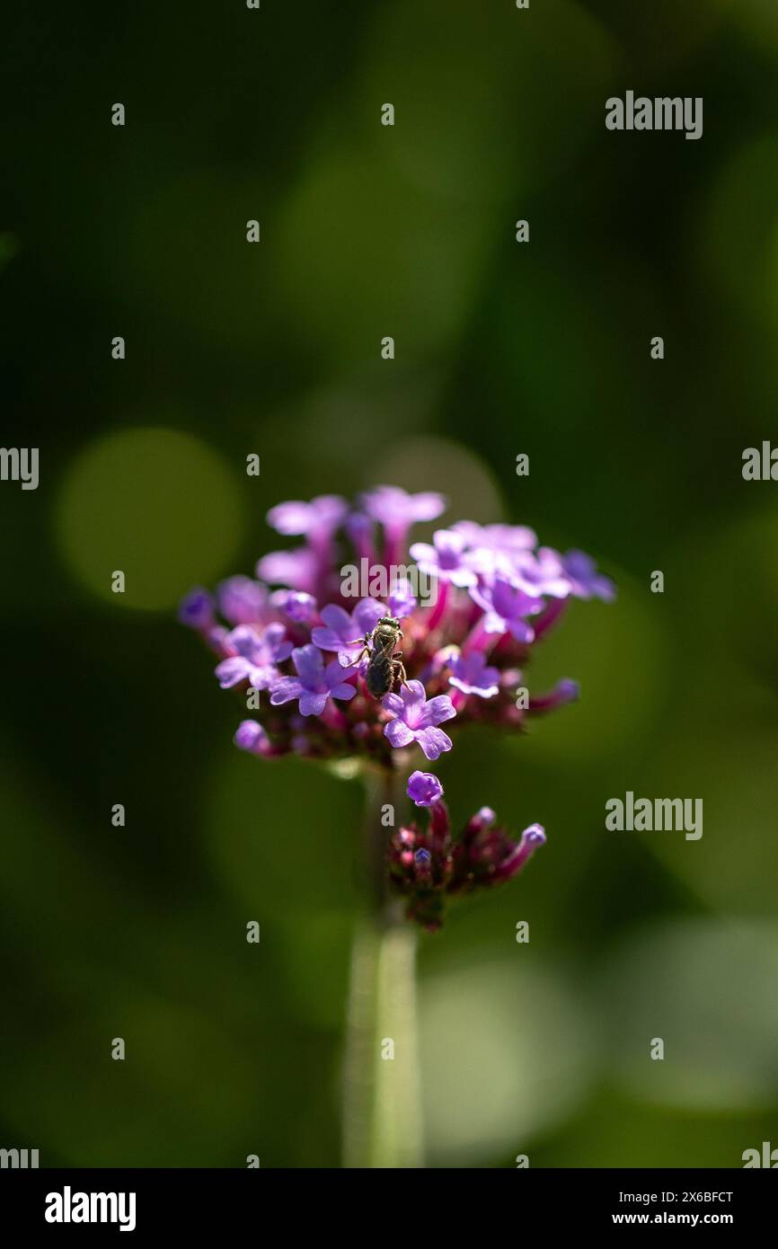 Primo piano dei fiori del vervano patagoniano (verbena bonariensis) con sfondo sfocato e spazio di copia Foto Stock
