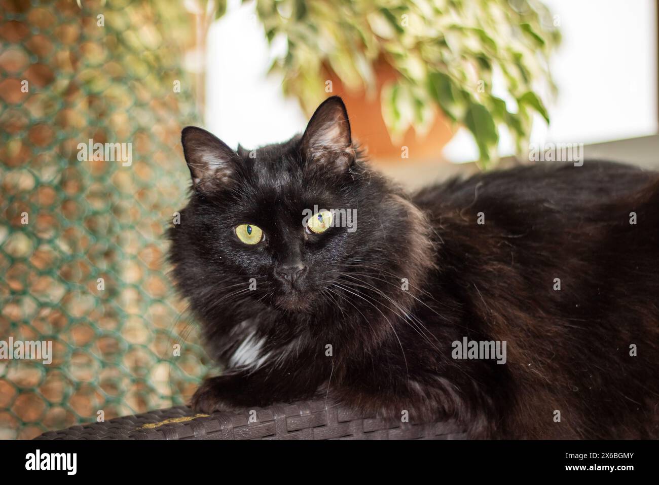 Un primo piano di un gatto domestico dalla panna corta, un piccolo e medio mammifero carnivoro della famiglia Felidae. Ha pelliccia bianca e nera, occhi gialli con Foto Stock