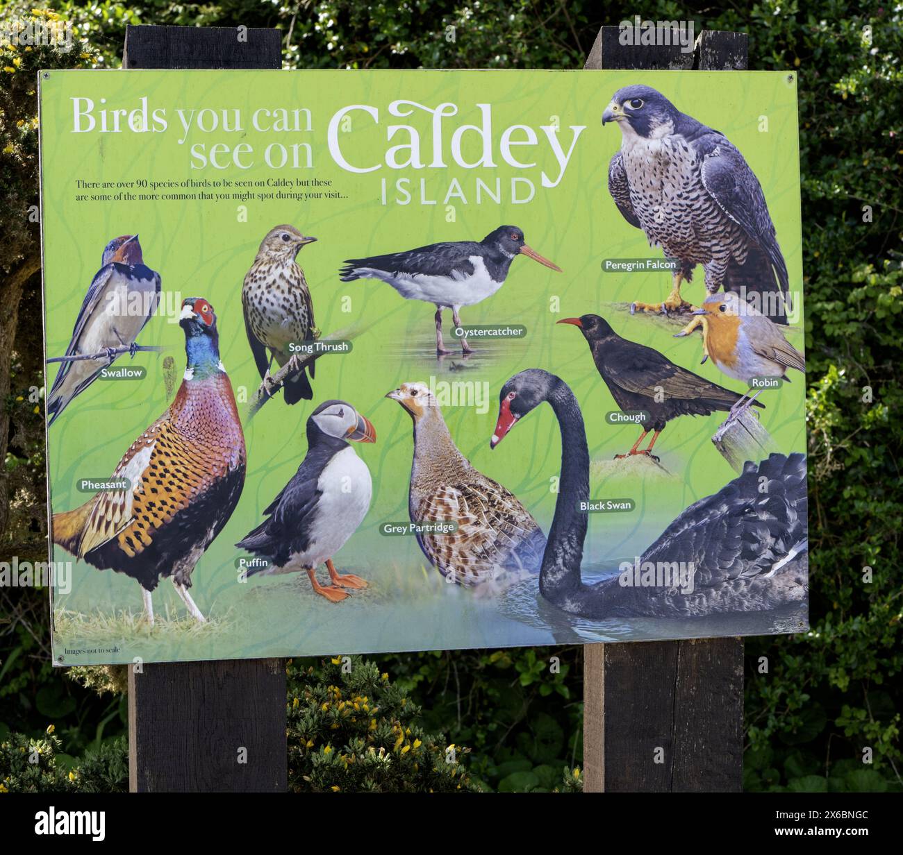 Scheda di informazioni turistiche e per i visitatori di Caldey Island che mostra gli uccelli che possono essere visti sull'isola, Caldey Island, Tenby, Pembrokeshire, Galles, Foto Stock