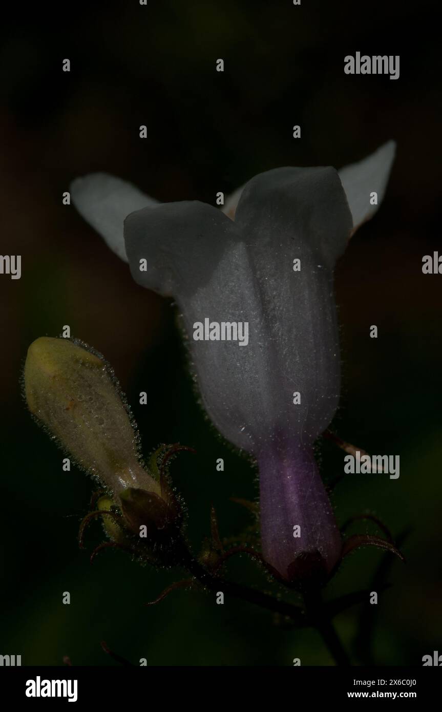 Fiorisce dall'alto il fiore della lingua della barba alta Foto Stock