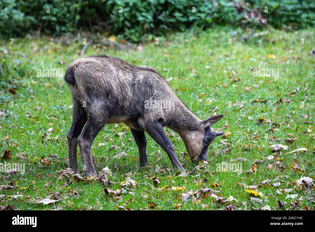 Il camoscio appenninico, Rupicapra pyrenaica ornata, vive nel Parco Nazionale Abruzzo-Lazio-Molise in Italia e nei Pirenei in Spagna Foto Stock