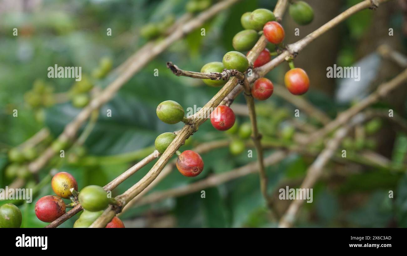 Pianta di chicchi di caffè in natura. Questo caffè arabica ha molti sapori e aromi autentici Foto Stock