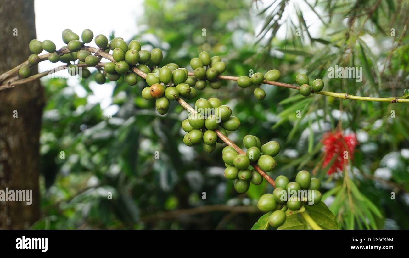 Pianta di chicchi di caffè in natura. Questo caffè arabica ha molti sapori e aromi autentici Foto Stock