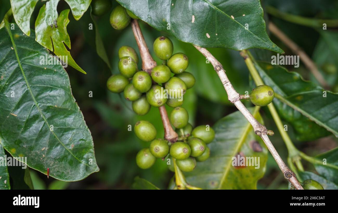 Pianta di chicchi di caffè in natura. Questo caffè arabica ha molti sapori e aromi autentici Foto Stock