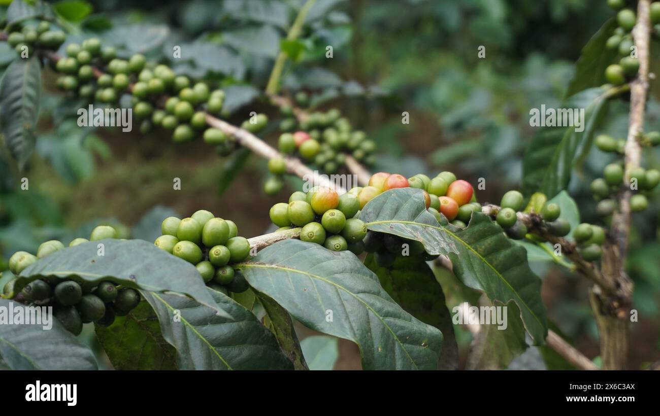 Pianta di chicchi di caffè in natura. Questo caffè arabica ha molti sapori e aromi autentici Foto Stock