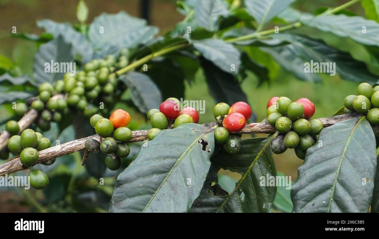 Pianta di chicchi di caffè in natura. Questo caffè arabica ha molti sapori e aromi autentici Foto Stock