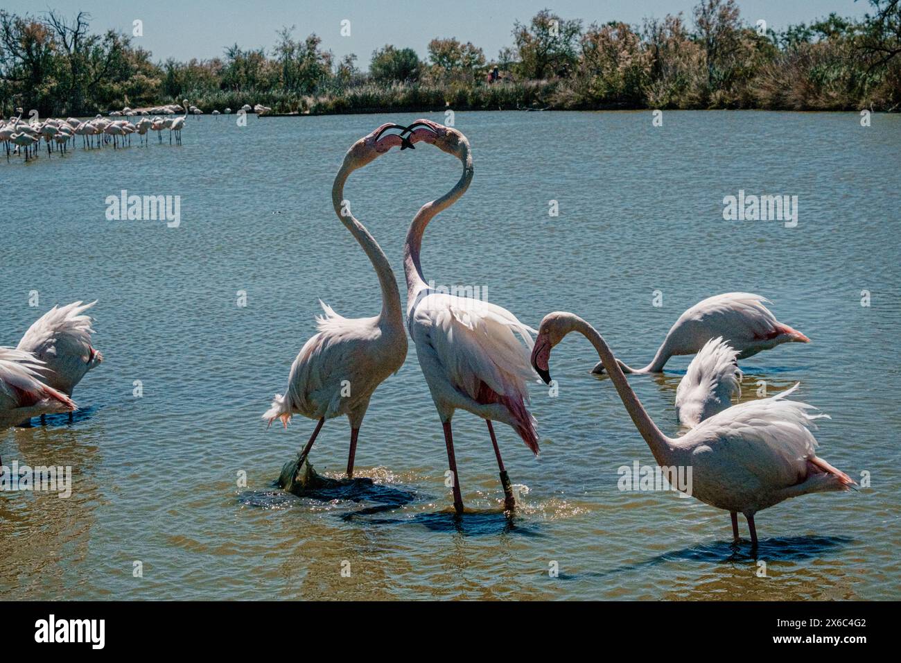 Fenicotteri in acqua che formano un cuore con il collo, Parc Ornithologique Foto Stock