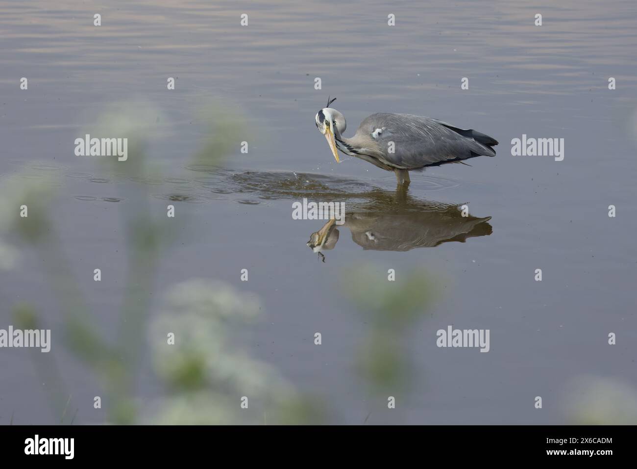 Una maestosa caccia all'airone in un ambiente tranquillo e paludoso. Le acque calme offrono uno splendido sfondo naturale. Foto Stock