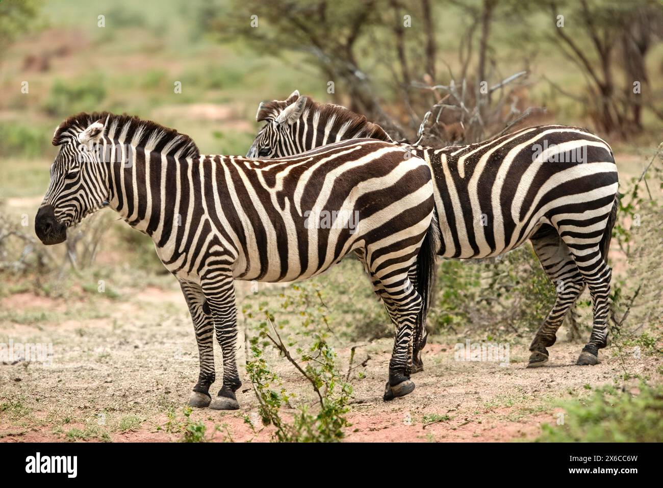 Zebra di Grant Foto Stock