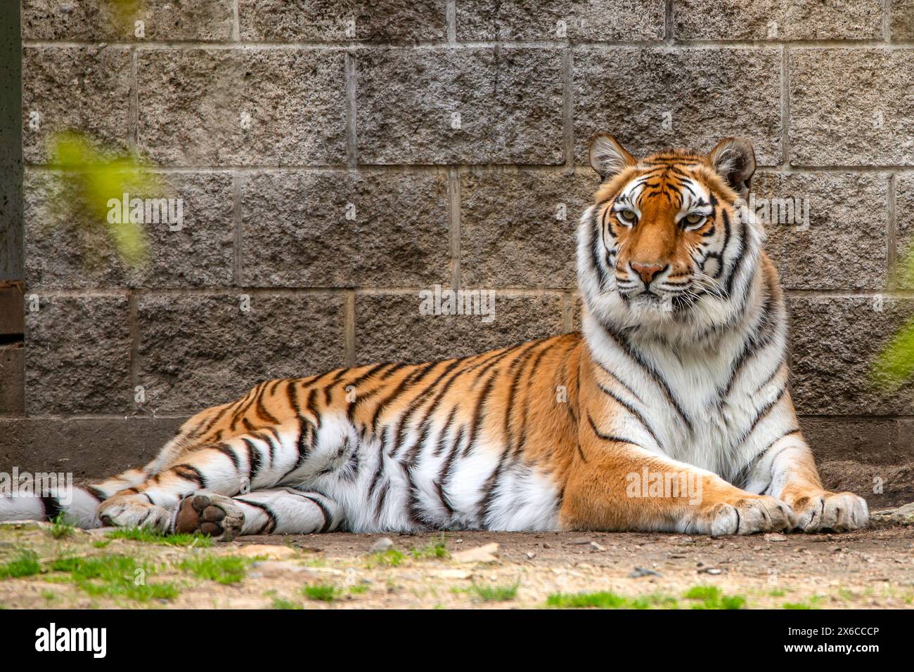 Tigre di Sumatra Foto Stock