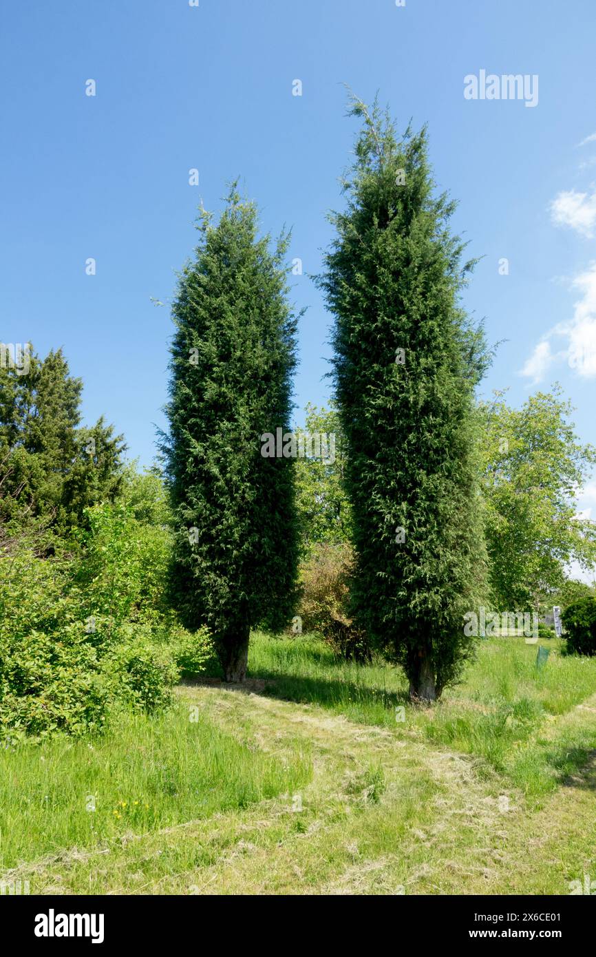 Cedro rosso orientale alberi di ginepro della Virginia Juniperus virginiana "Burkii" Foto Stock