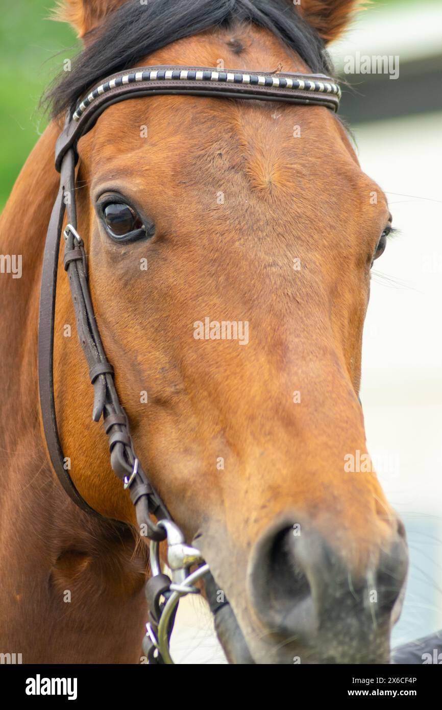 testa di cavallo di razza pura durante lo spettacolo equestre. Foto Stock